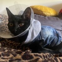 BluePearl Pet Hospital ico