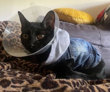 BluePearl Pet Hospital