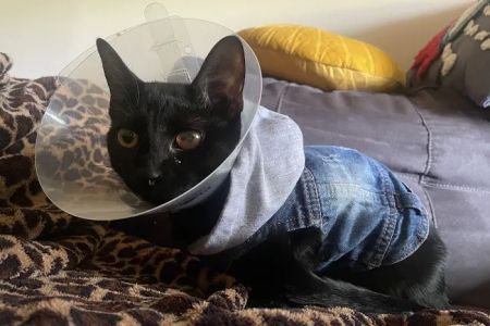 BluePearl Pet Hospital