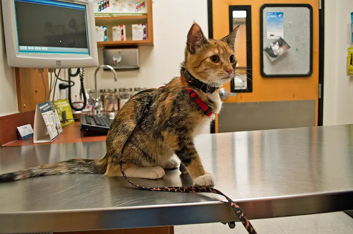 BluePearl Pet Hospital 12