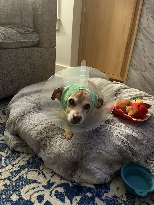 BluePearl Pet Hospital 12