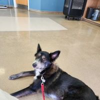 Zarzamora Veterinary Clinic - James Gates DVM ico
