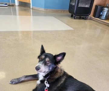 Zarzamora Veterinary Clinic - James Gates DVM