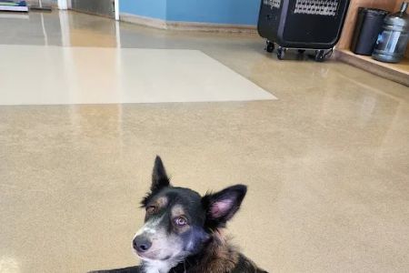Zarzamora Veterinary Clinic - James Gates DVM