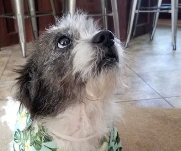 Pleasanton Road Animal Hospital