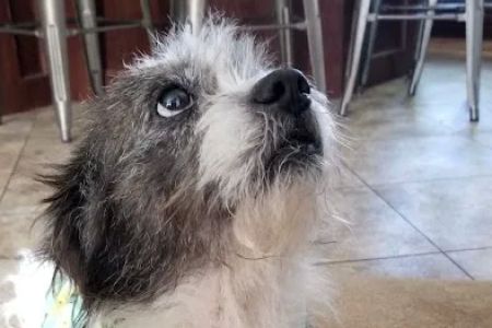 Pleasanton Road Animal Hospital