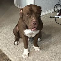 Vetco Total Care Animal Hospital ico
