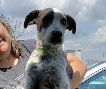 SNAP Spay-Neuter & Animal Wellness Clinic - San Antonio at Brooks