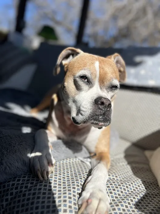 4 Paws Animal Hospital 12