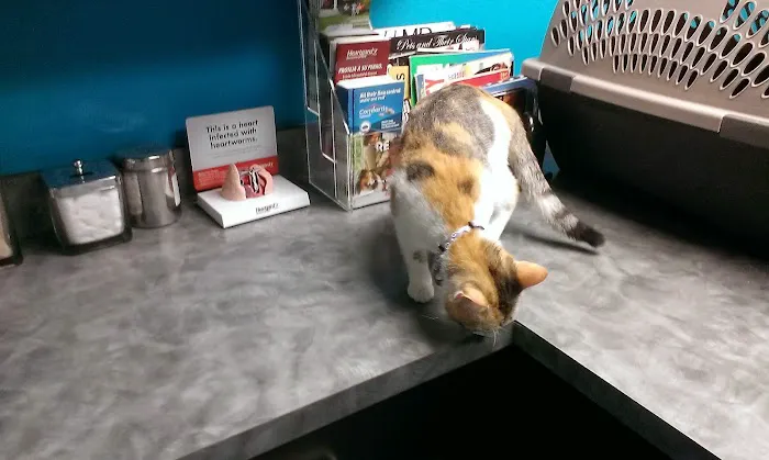 4 Paws Animal Hospital 12