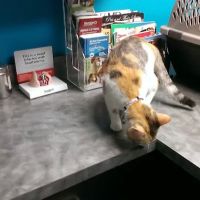 4 Paws Animal Hospital ico