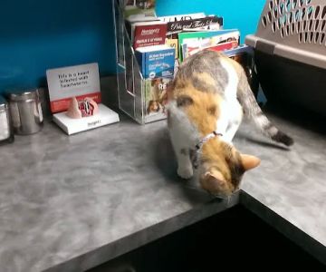 4 Paws Animal Hospital