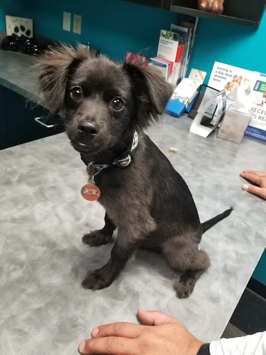 4 Paws Animal Hospital 12