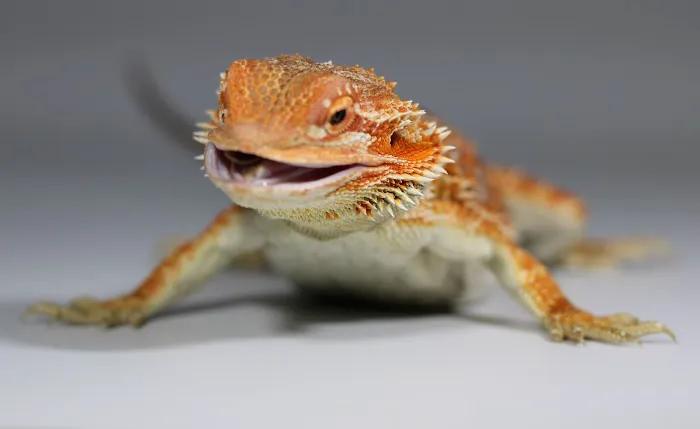 Jurassic Reptile Supply 12