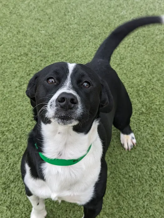 Banfield Pet Hospital 12