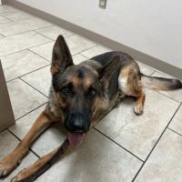 St. Francis Veterinary Hospital ico