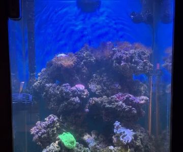 Midwest Aquaculture - Aquarium Maintenance & Design