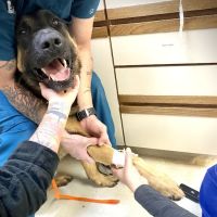 Living Well Pets ico