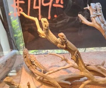 Captive Bred Specialties
