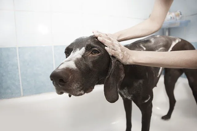 Ellison Drive Animal Hospital 12