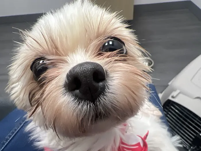 VCA Animal Hospitals Urgent Care - Northwest San Antonio 12