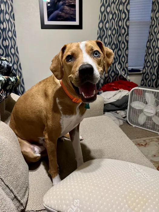 VCA Animal Hospitals Urgent Care - Northwest San Antonio 12