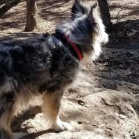 Vanguard Veterinary Clinic ico