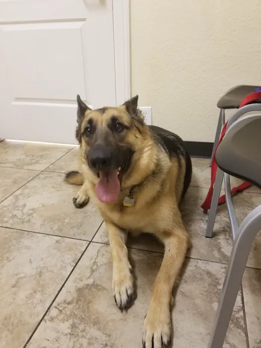 Vanguard Veterinary Clinic 12