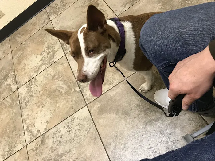 Vanguard Veterinary Clinic 12