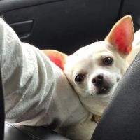 Banfield Pet Hospital ico