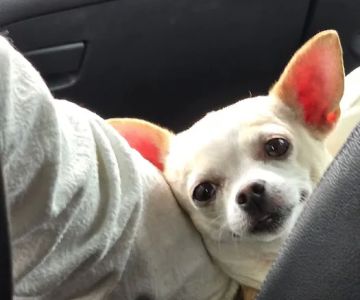 Banfield Pet Hospital