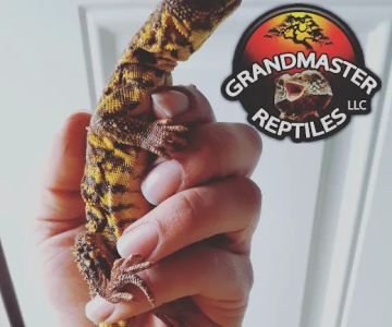 GRANDMASTER REPTILES LLC