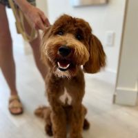 Petfolk Veterinary & Urgent Care - Far North Central ico