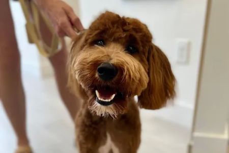 Petfolk Veterinary & Urgent Care - Far North Central