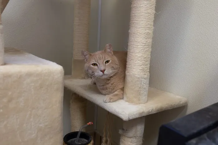 Stone Oak Veterinary Clinic 12