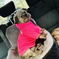 BluePearl Pet Hospital Stone Oak ico