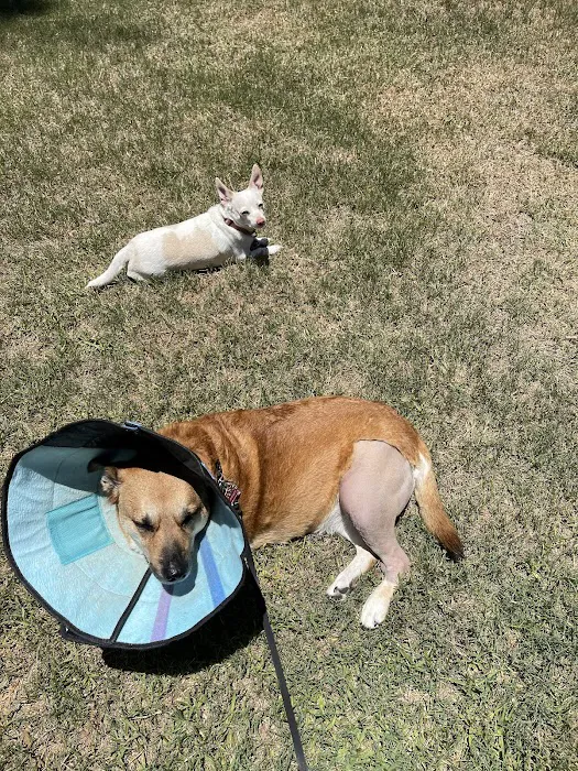 BluePearl Pet Hospital Stone Oak 12