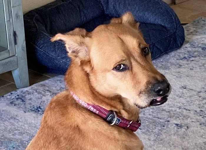 BluePearl Pet Hospital Stone Oak 12