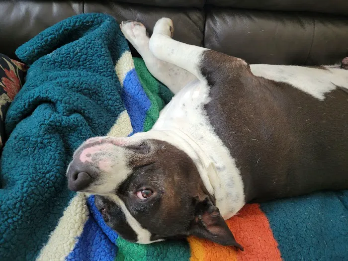 BluePearl Pet Hospital Stone Oak 12