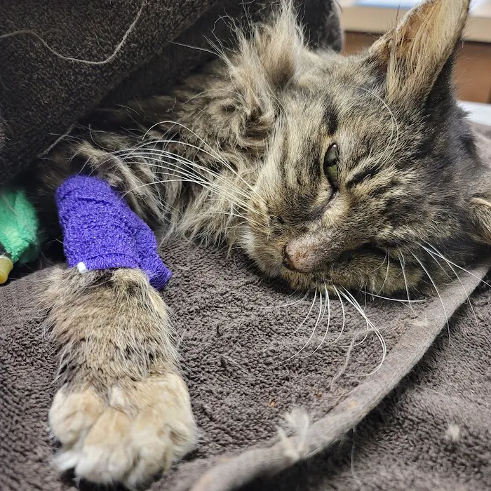 BluePearl Pet Hospital Stone Oak 12