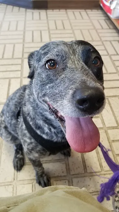 Guilbeau Station Animal Hospital 12