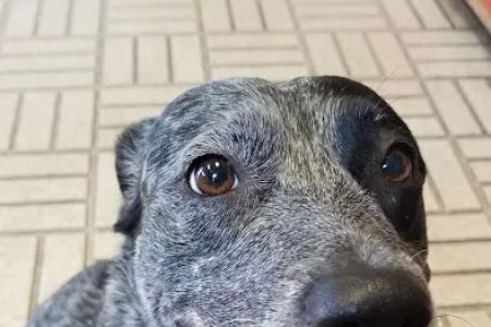 Guilbeau Station Animal Hospital
