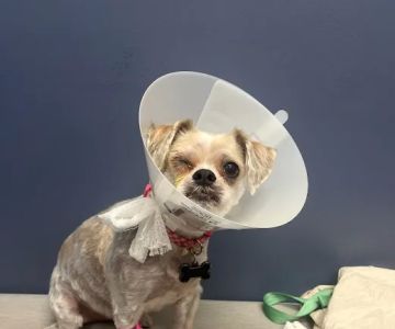 7 Seas Pet Care Center