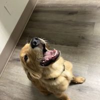Vanguard Veterinary Clinic Redland ico