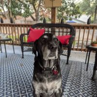 Acres North Animal Clinic ico