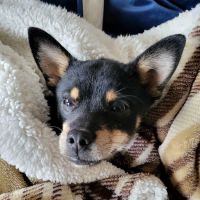 Community Pet Health Center ico
