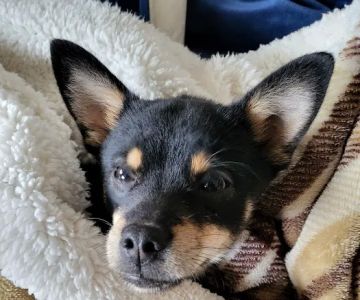 Community Pet Health Center