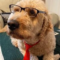 Night Watch Elite Animal Emergency ico
