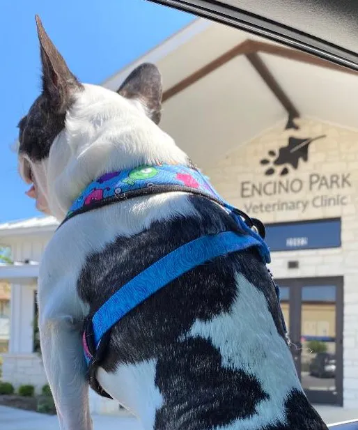 Encino Park Veterinary Clinic 12