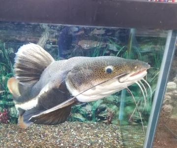 Marineland Pets 311 W Silver Spring Bayshore